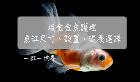 金魚魚缸|琉金金魚護理：魚缸尺寸、設置、混養選擇